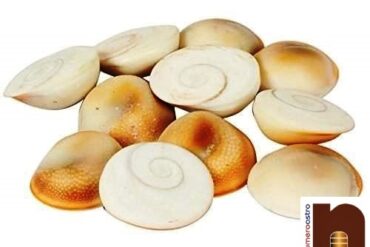11 Pcs Original & Genuine Gomati Chakra (2 Cms Approx)