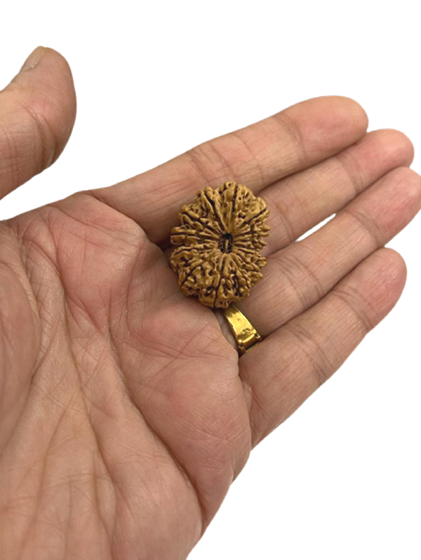 14_mukhi_nepali_rudraksha_bead_10