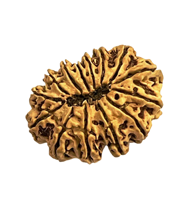 14_mukhi_nepali_rudraksha_bead_3