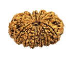14 Mukhi | Fourteen Face Nepali Rudraksha Bead with Lab Certificate & X-Ray (1 Pc)
