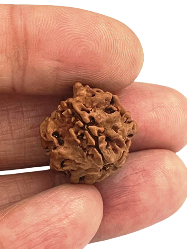 1_mukhi_Round_Bead_11