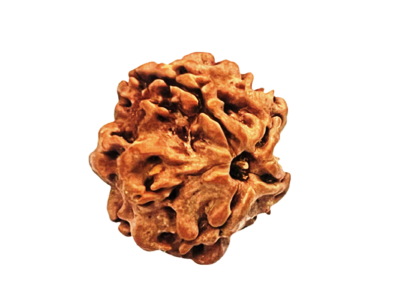 1_mukhi_Round_Bead_12