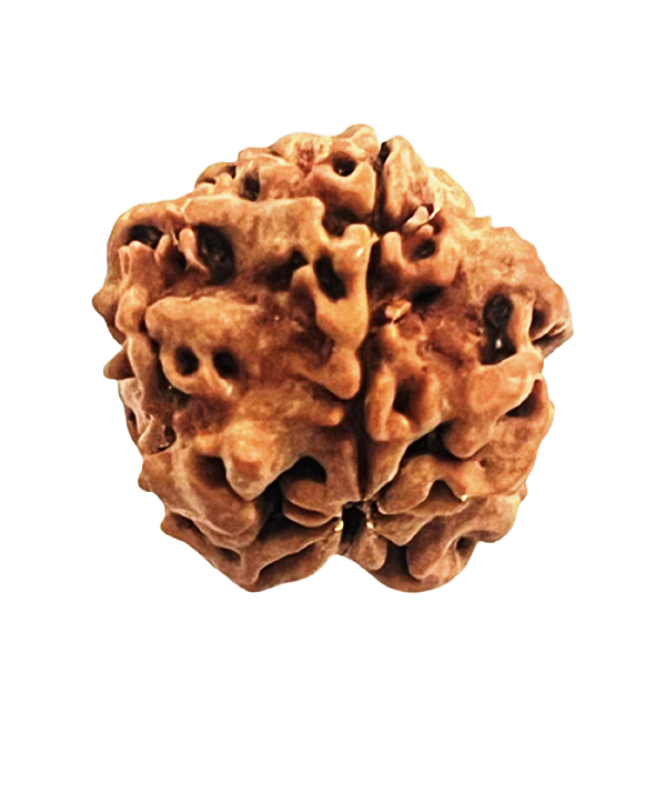 1_mukhi_Round_Bead_6