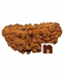 rudraksha, rudraksha mala, rudraksha tree, rudraksh, ek mukhi rudraksha, rudraksha ek mukhi, rudraksh tree, original rudraksha, rudraksha original, 1 mukhi rudraksha, ek mukhi rudraksh, rudraksha 1 mukhi, panch mukhi rudraksha, panchmukhi rudraksha, rudraksha benefits, 5 mukhi rudraksha benefits, benefits of rudraksha, rudraksh ki mala, rudraksha mala original, rudraksha plant, 5 mukhi rudraksha, benefits of 5 mukhi rudraksha, rudraksha 5 mukhi, price of rudraksha, rudraksha price, rudraksham, rudraksha chains