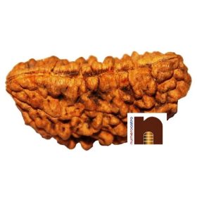 rudraksha, rudraksha mala, rudraksha tree, rudraksh, ek mukhi rudraksha, rudraksha ek mukhi, rudraksh tree, original rudraksha, rudraksha original, 1 mukhi rudraksha, ek mukhi rudraksh, rudraksha 1 mukhi, panch mukhi rudraksha, panchmukhi rudraksha, rudraksha benefits, 5 mukhi rudraksha benefits, benefits of rudraksha, rudraksh ki mala, rudraksha mala original, rudraksha plant, 5 mukhi rudraksha, benefits of 5 mukhi rudraksha, rudraksha 5 mukhi, price of rudraksha, rudraksha price, rudraksham, rudraksha chain