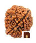 2 Mukhi Lab Certified Rudraksha Bead (Pack of 1)