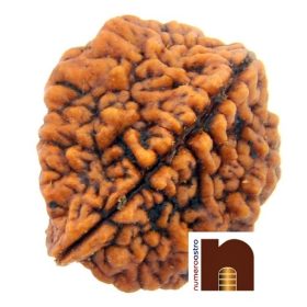 2 Mukhi Lab Certified Rudraksha Bead (Pack of 1)
