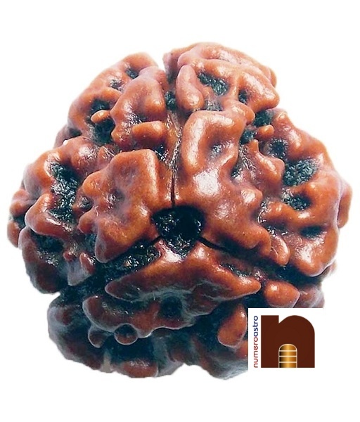 3 Mukhi Natural & Genuine Lab Certified Rudraksha Beads (Pack of 1)
