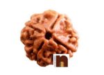 4 Mukhi Lab Certified Rudraksha Bead (Nepali Bead) (Pack of 1)