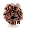 4 Mukhi Ganesh Rudraksha Bead (Lab Certified) (01 Pc)