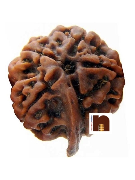 4-mukhi-ganesh-rudraksha-2-1.jpg