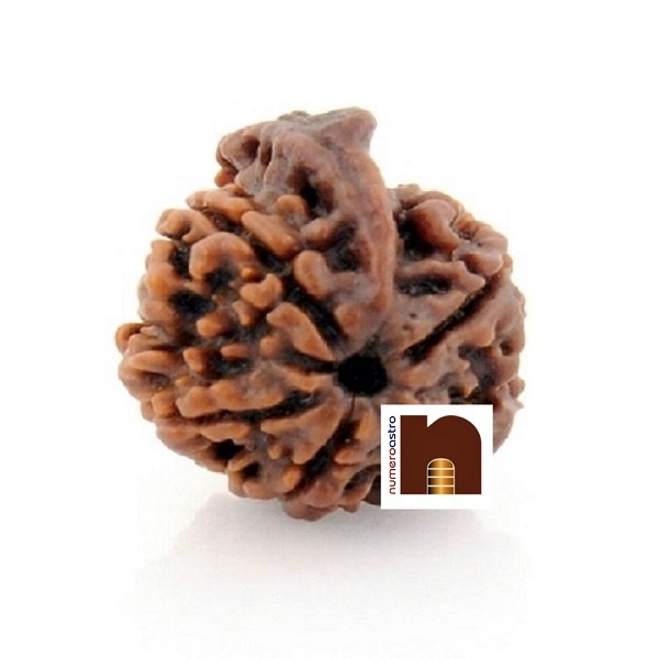 5-mukhi-ganesh-rudraksha-1.jpg