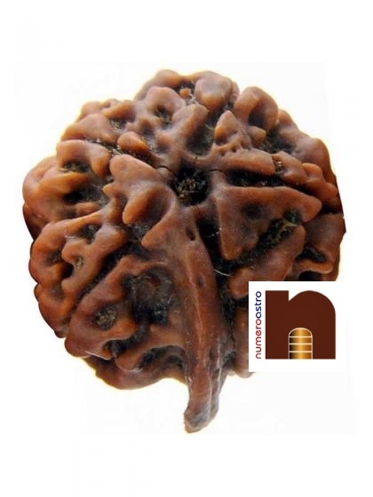 5-mukhi-ganesh-rudraksha-2-1.jpg