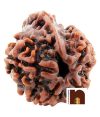 5 Mukhi Ganesh Rudraksha Bead (Lab Certified) (01 Pc)
