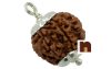 5 Mukhi Rudraksha | Five Faced Rudraksha Pendant With Lab Certificate (White Metal Pendant) (1 Pc)