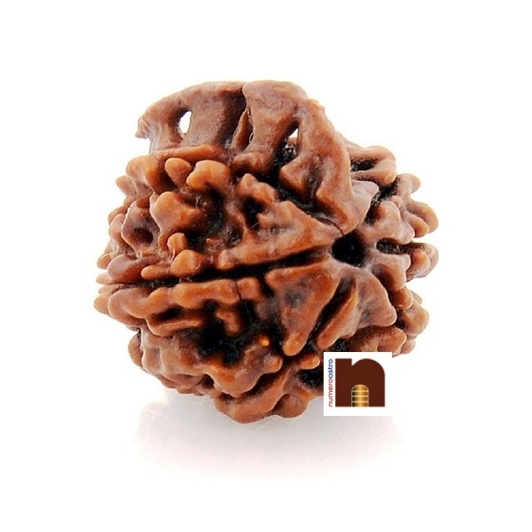 6-mukhi-ganesh-rudraksha-1-1.jpg