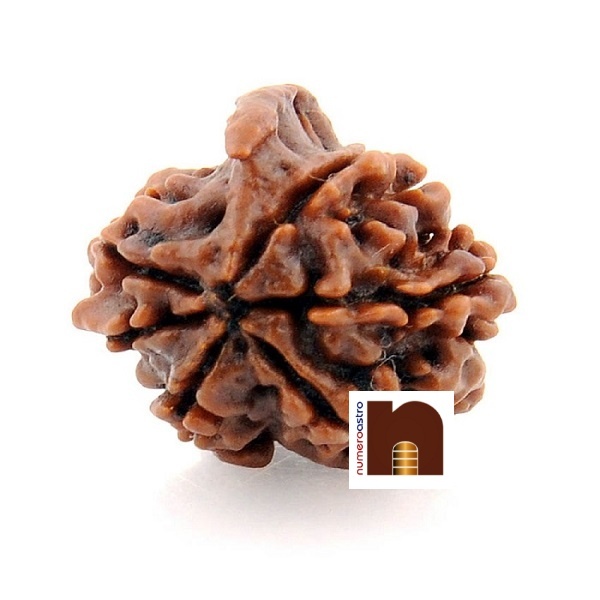 6-mukhi-ganesh-rudraksha-2.jpg
