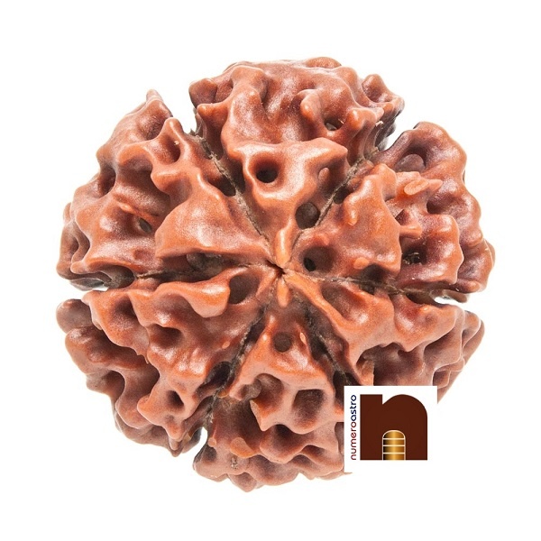 6-mukhi-rudraksha-1.jpg