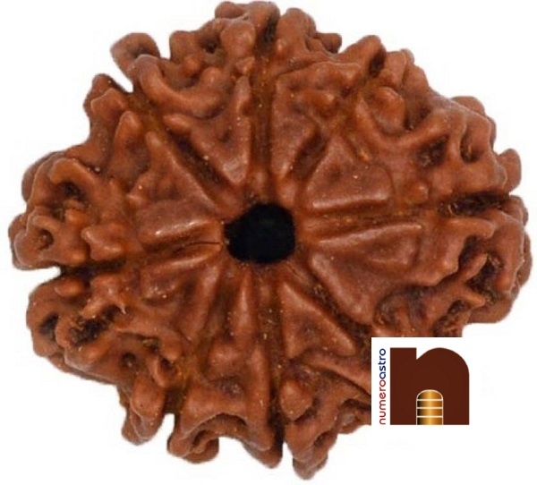 7-mukhi-rudraksha-beads-1.jpeg