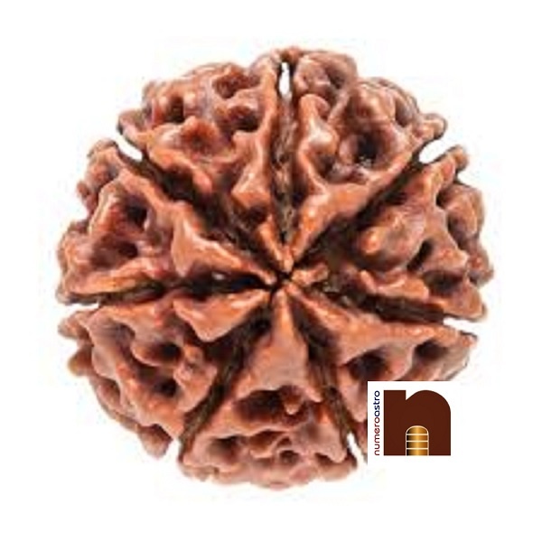 7-mukhi-rudraksha.jpg