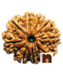 9 Mukhi Rudraksha Bead Nepali With Lab Certificate (1 Pc)