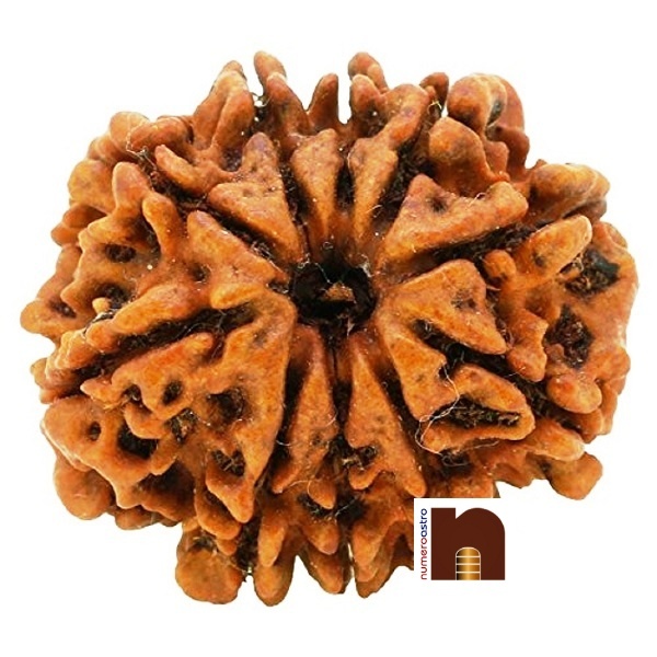 SS-GEMS-10-MUKHI-RUDRAKSHA-1-1.jpg
