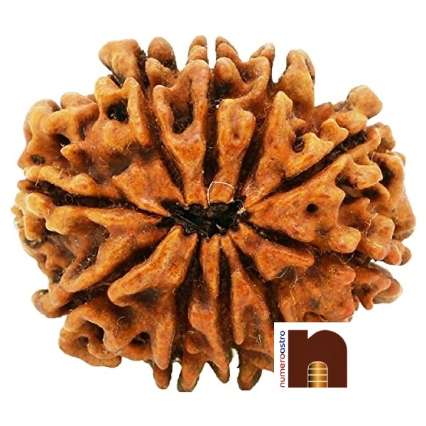 SS-GEMS-10-MUKHI-RUDRAKSHA-2-1.jpg
