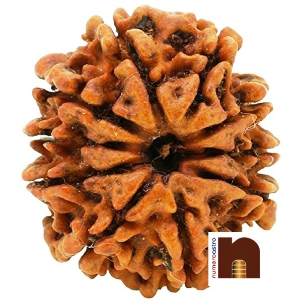 SS-GEMS-10-MUKHI-RUDRAKSHA-3-1.jpg