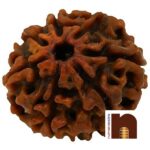 7 Mukhi Round Bead Nepali Rudraksha with Lab Certificate (Brown) (1 Pc)