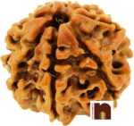 8 Mukhi Rudraksha, 8 mukhi nepali rudraksha, Eight Faced Nepali, Aath Mukhi Rudraksha Bead with Lab Certificate (1 Pc)