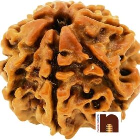8 Mukhi Rudraksha, 8 mukhi nepali rudraksha, Eight Faced Nepali, Aath Mukhi Rudraksha Bead with Lab Certificate (1 Pc)