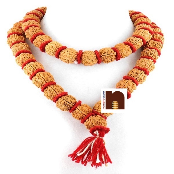 Natural & Original 5 Mukhi Rudraksha Kantha Mala Big Beads (54+1=55 Beads)(1 Pc)