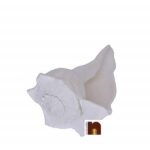 Dakshinavarti Shankh for Puja (6-7 Inches Approx) (1 Pc)