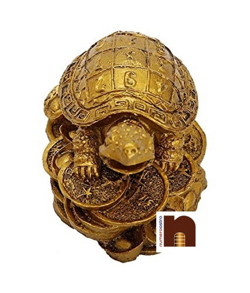 feng-shui-turtle-on-coins-3-1.jpg