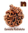 Ganesha Rudraksha Bead | 7 Mukhi | Seven Face | (Lab Certified) (01 Pc)