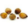 Numeroastro Laghu Nariyal For Puja (Pack Of 5)