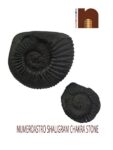 Shaligram Stone | Shila (Laxmi Narayan Ji) (AAA Quality) from Gandaki River Nepal (1 Set)