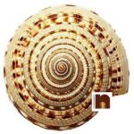 Shri Vishnu Sudrashan Chakra For Puja (4 To 5 Cms) (2 Pcs)