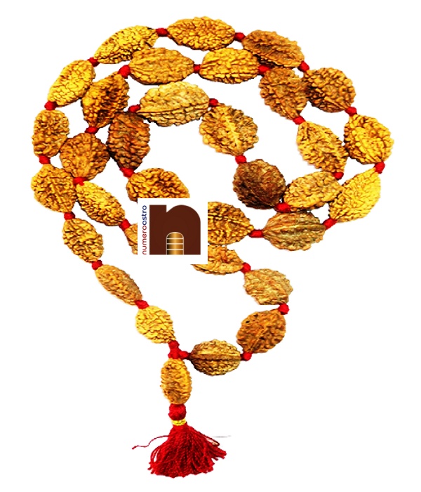 2_mukhi_rudraksha_kantha_mala_2