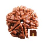 6 Mukhi Rudraksha Nepali Bead (Lab Certified) (1 Pc)
