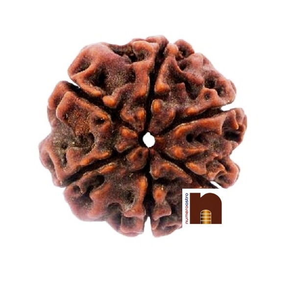 6-mukhi-rudraksha-beads.1-2.jpg