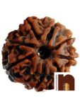 Eight Faced Rudraksha / 8 face / 8 mukhi/Aath Mukhi Nepali Rudraksha Bead with Lab Certificate (1 Pc)