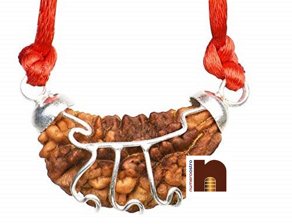 certified 1 mukhi rudraksha pendant 1