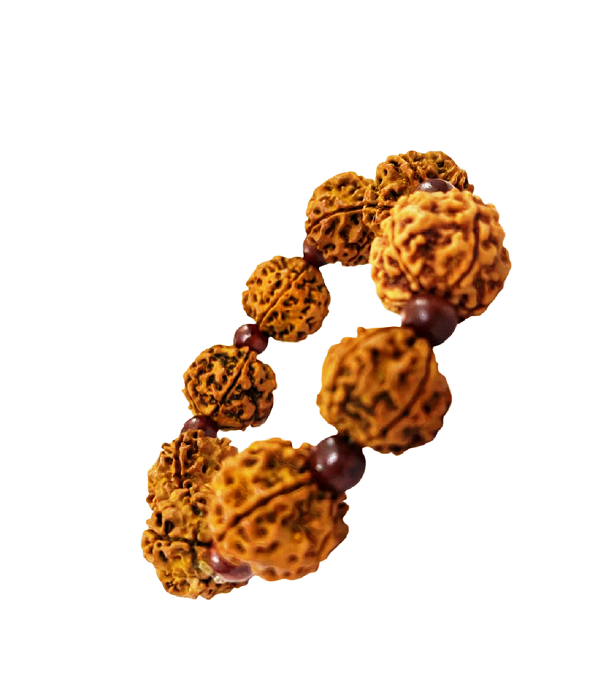 compressed-bracelet-5-mukhi-rudraksha-with-red-chandan-5br.png