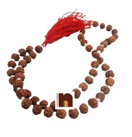rudraksha, rudraksha mala, rudraksha tree, rudraksh, ek mukhi rudraksha, rudraksha ek mukhi, rudraksh tree, original rudraksha, rudraksha original, 1 mukhi rudraksha, ek mukhi rudraksh, rudraksha 1 mukhi, panch mukhi rudraksha, panchmukhi rudraksha, rudraksha benefits, 5 mukhi rudraksha benefits, benefits of rudraksha, rudraksh ki mala, rudraksha mala original, rudraksha plant, 5 mukhi rudraksha, benefits of 5 mukhi rudraksha, rudraksha 5 mukhi, price of rudraksha, rudraksha price, rudraksham, rudraksha chains