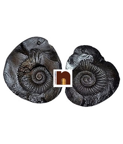 shaligram-laxmi-narayan-2-wm.jpg