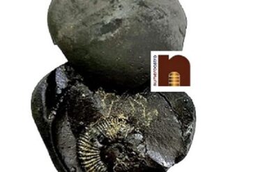 Natural & Original Shaligram Stone | Shila (Laxmi Narayan Ji) from Gandaki River Nepal (AAA Quality) (1 Set)
